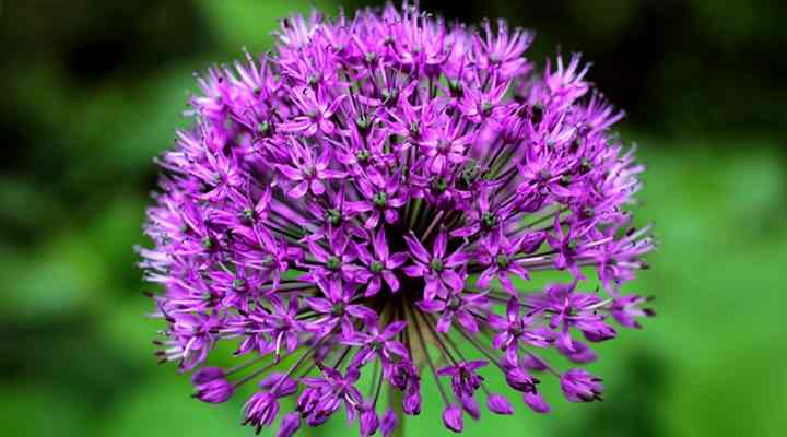 Allium caeruleum