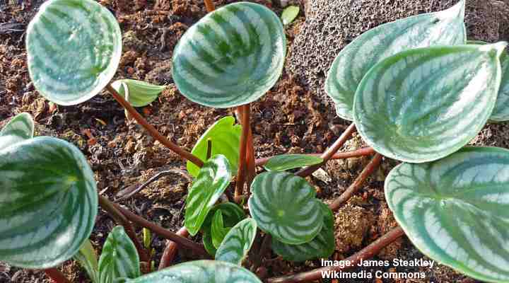 peperomia watermeloen