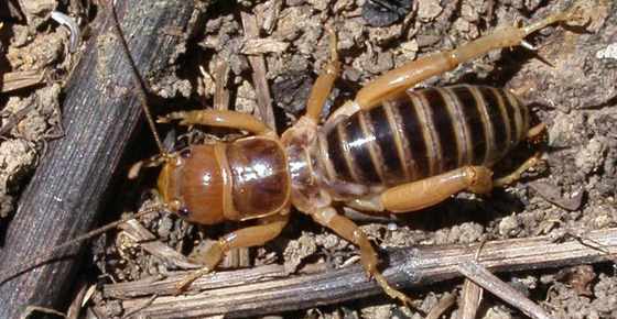 Potato Bug Jerusalem Cricket Bite Facts Pictures And More