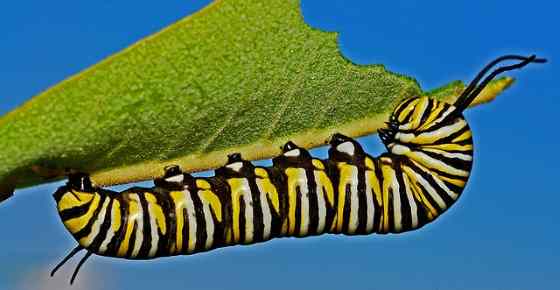 33 Types Of Caterpillars With Pictures Caterpillar Identification Chart