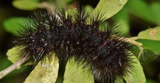 Fuzzy Black Caterpillar