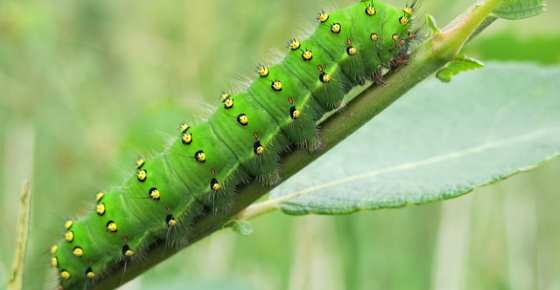 gund caterpillar