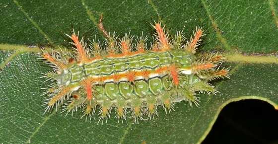 Stinging Caterpillars Identification Pictures Venomous Caterpillars