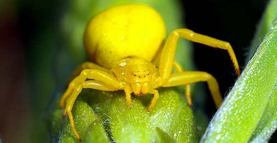 tick spider identification