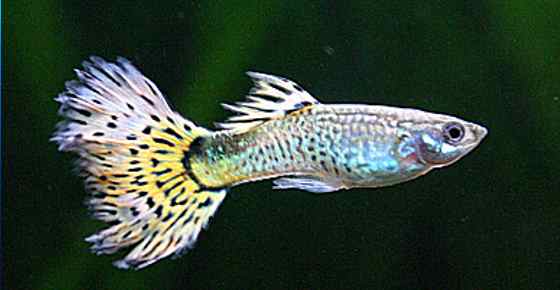 Types Of Guppies (Including Fancy Varieties) With Guppy Care Guide