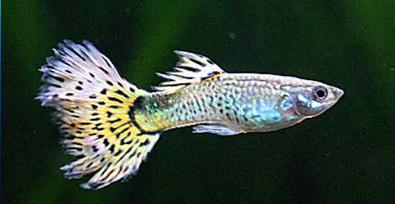 exotic guppy