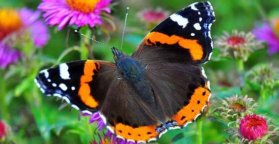 Butterfly meaning black Black Butterfly