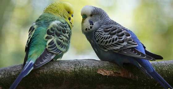 types-of-pet-birds-with-their-name-picture-and-species