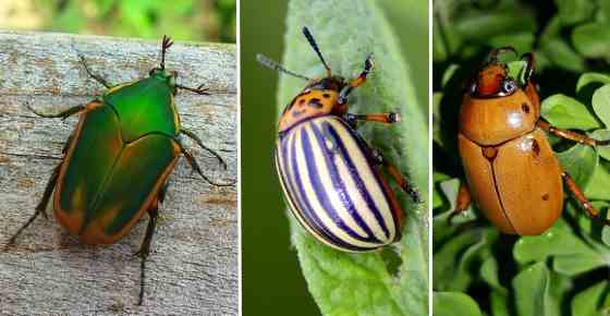 Types Of Beetles With Pictures And Identification Guide