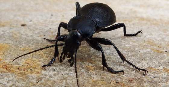 Black Beetles Identification With Pictures Of These Bugs   Post1462 