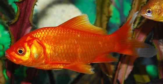 best freshwater fish for beginners