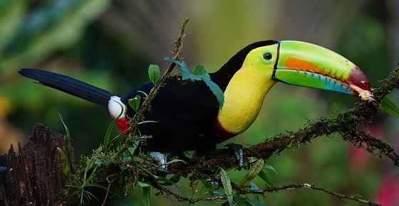 Tropical Rainforest Animals and Plants with Pictures and Names