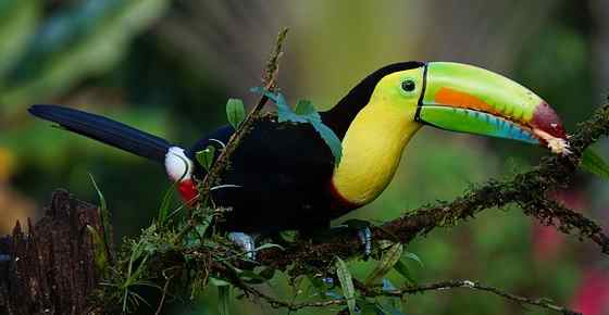 Tropical Rainforest Animals And Plants With Pictures And Names