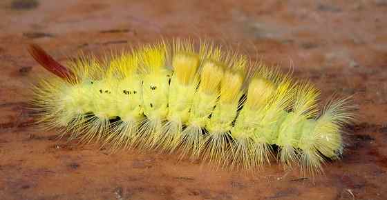 Yellow Caterpillars With Identification Guide And Pictures Leafy Place