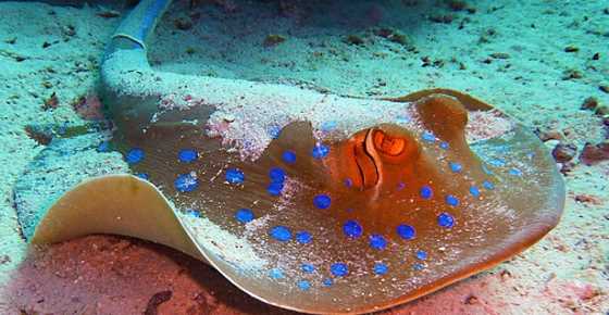 Types of Stingrays: Varieties of Rays (With Skate Facts) - Pictures