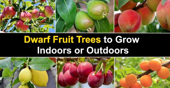 الأشجار مع الفاكهة الصغيرة في كل مكان