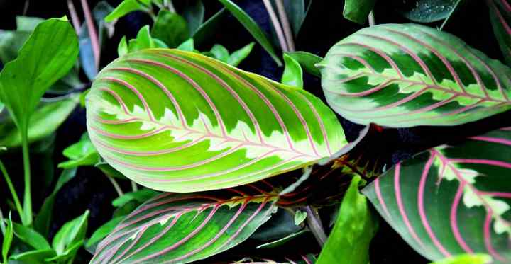 Maranta leuconeura