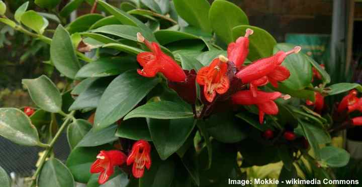 How To Care For A Lipstick Plant Aeschynanthus Radicans