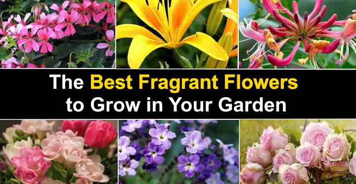 The Best Fragrant Flowers White, Fragrant Flowers For Garden