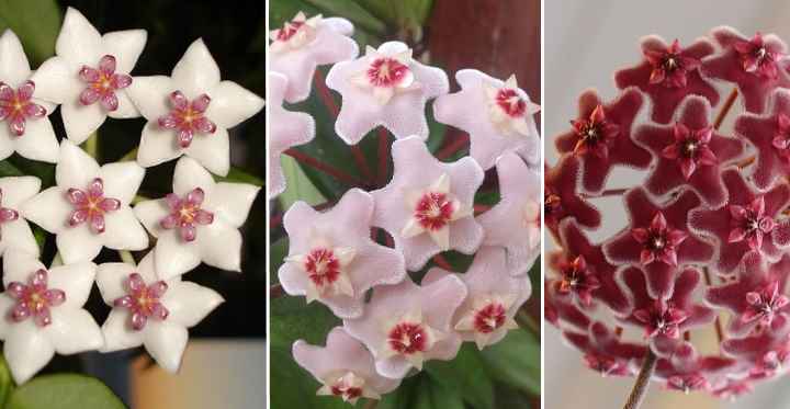 Hoya Plant Care How To Grow Hoya Varieties Wax Plant