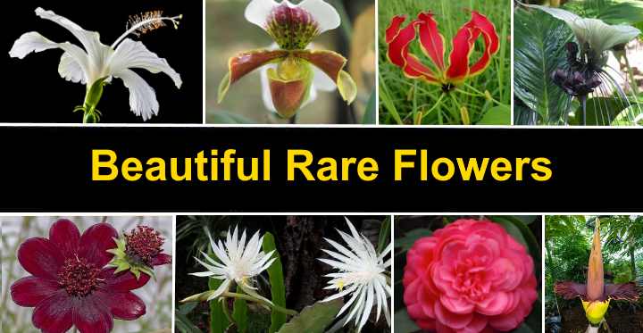 Rare Flowers That Are Absolutely Beautiful With Pictures