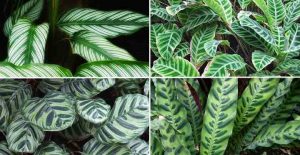 34 Tropical Foliage Plants With Large Leaves (Pictures) - Identification