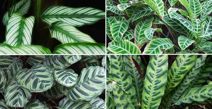 Calathea (Rattlesnake Plant, Zebra Plant): Types, Care and Growing Tips