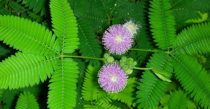 pianta sensibile di Mimosa