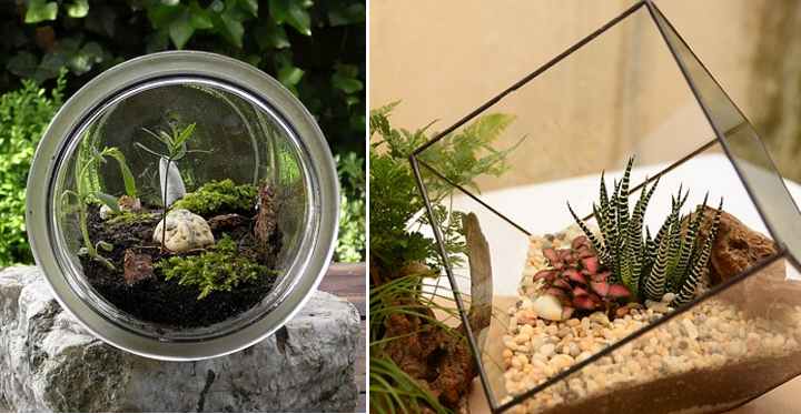 Best Plants for Closed Terrariums - Terrarium Creations