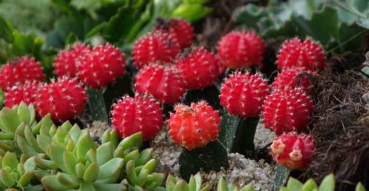 Moon Cactus Care Guide For Growing Colorful Grafted Cactus