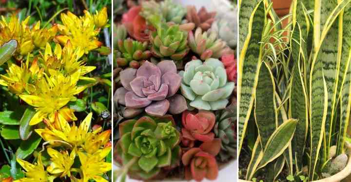 Drought Tolerant Plants That Don T Need Water Or Very Little Water