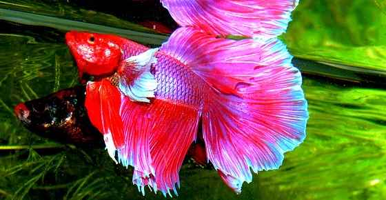 types of freshwater aquarium fish