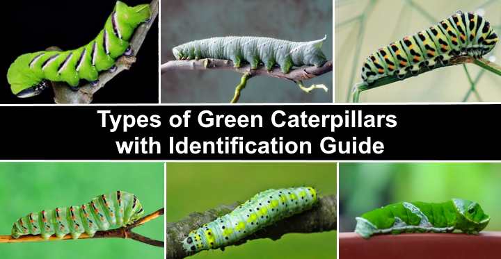 50 Green Caterpillars (with Pictures): Identification Guide