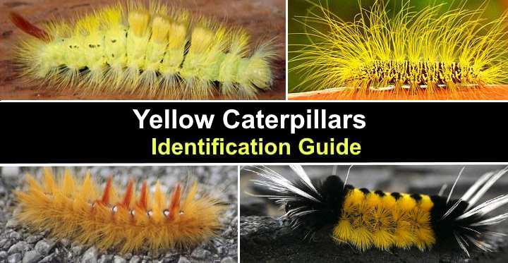 27 Yellow Caterpillars (Including Fuzzy): Identification Guide with ...