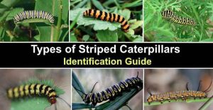 37 Types of Striped Caterpillars with Pictures - Identification Guide