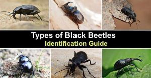 32 Black Beetles: Identification Guide (With Pictures of These Bugs)