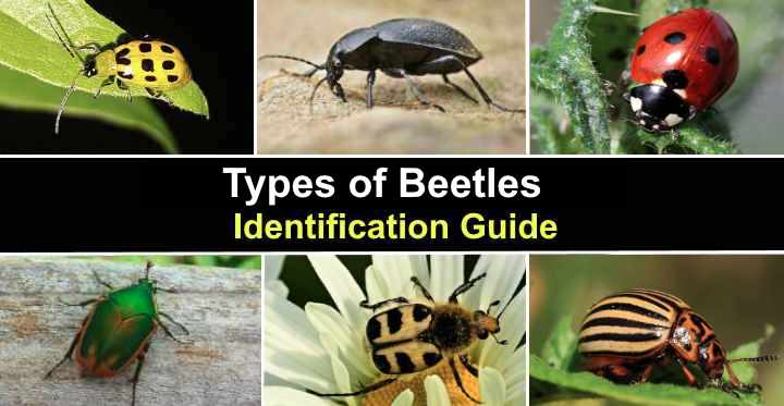 39 Types of Beetles With Pictures and Identification Guide