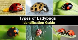 19 Types Of Ladybugs With Pictures (Including Asian Lady Beetle)