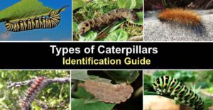 67 Types of Caterpillars (with Pictures): Identification Guide