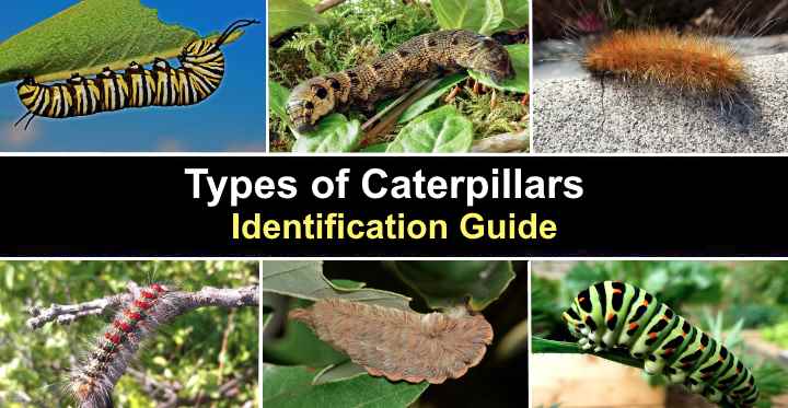 33 Types of Caterpillars (with Pictures): Identification Guide