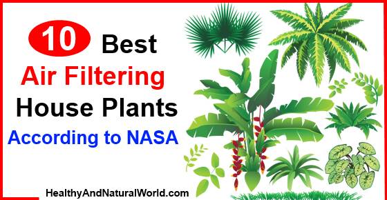 Best indoor plants according to deals nasa