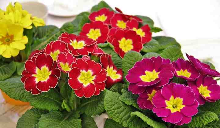 scented primrose