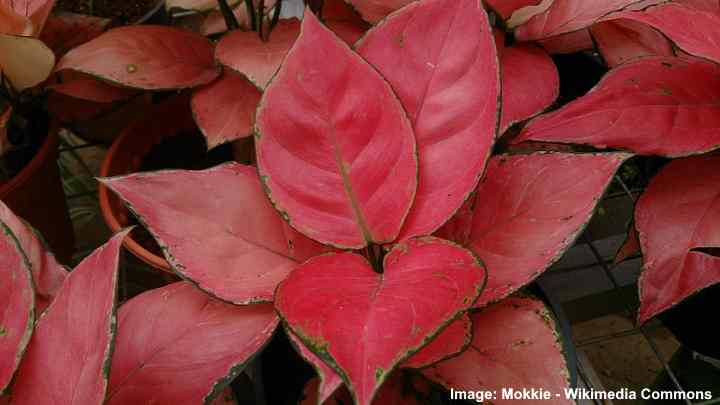 rode aglaonema