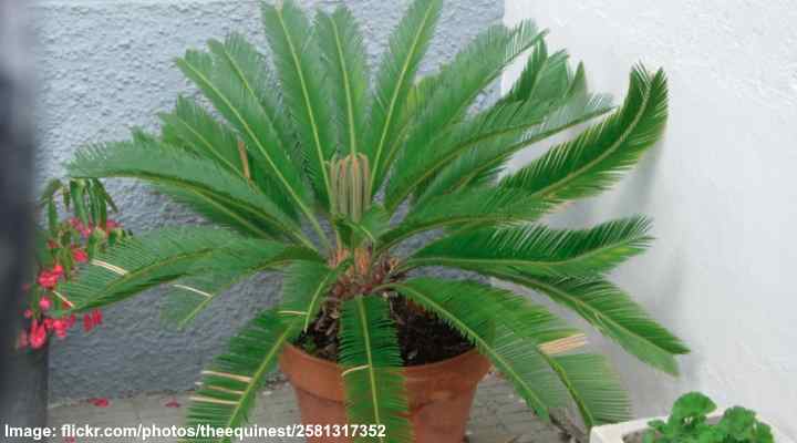 sago palm