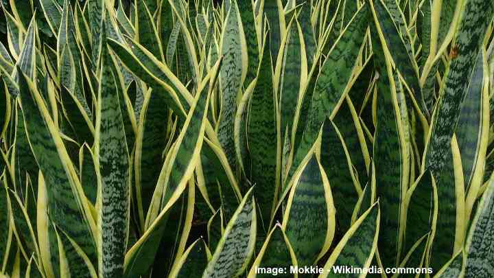 Sansevieria