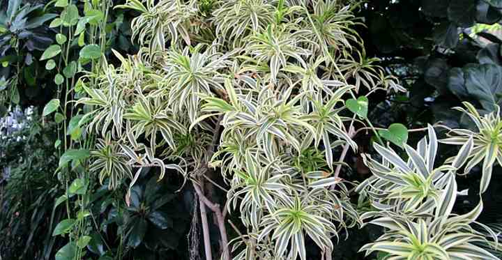 spider plant