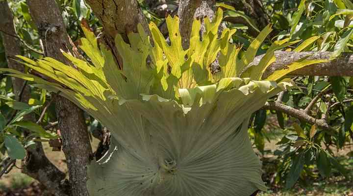 fougère staghorn