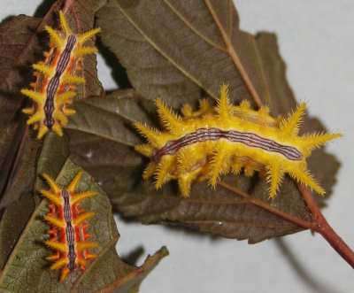 Stinging Rose Caterpillar