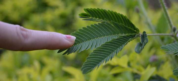Sensitive Plant (Mimosa Pudica or Touch-Me-Not): Ultimate Care Guide