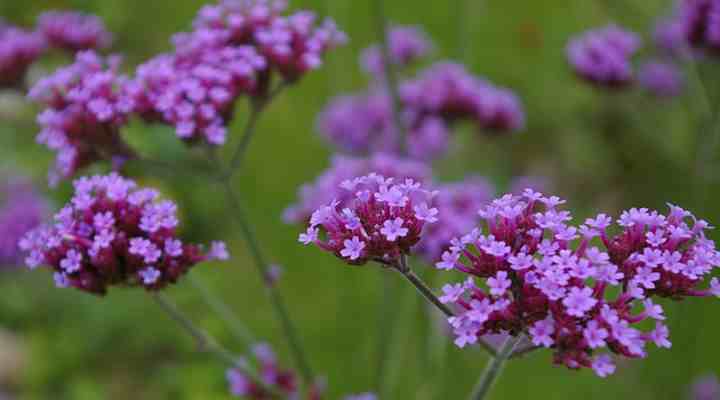 verbena